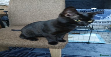 Bombay cats - Advert 2