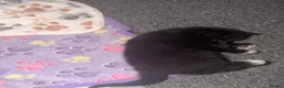 Scottish Fold cats for sale: Scottish fold kittens - Advert 14
