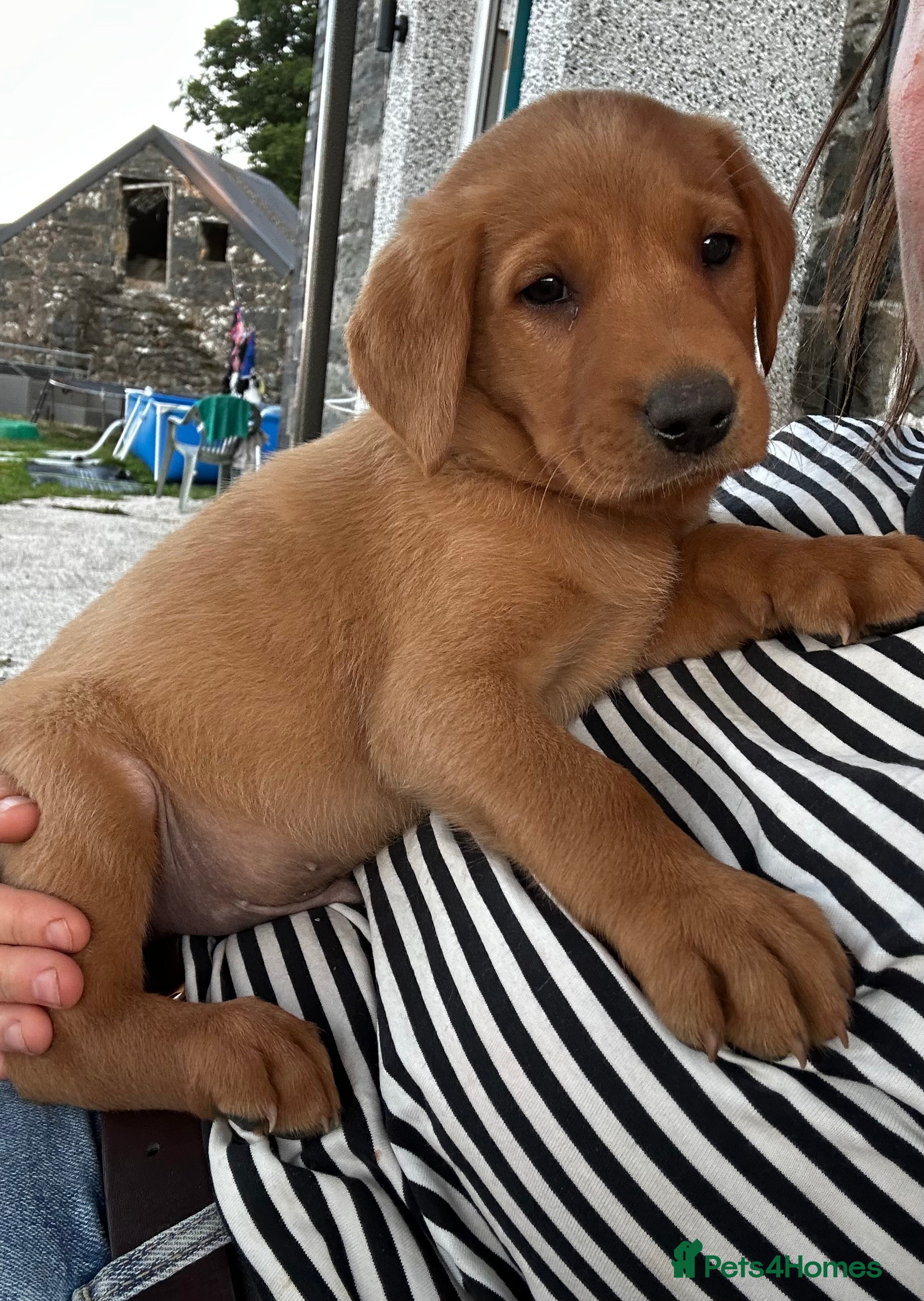 Labrador Retriever dogs Gorgeous Male Fox Red Labrador Puppies  - Advert 2