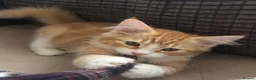 Siberian cats for sale: Gorgeous Siberian kitten waiting for you🌞. - Advert 3