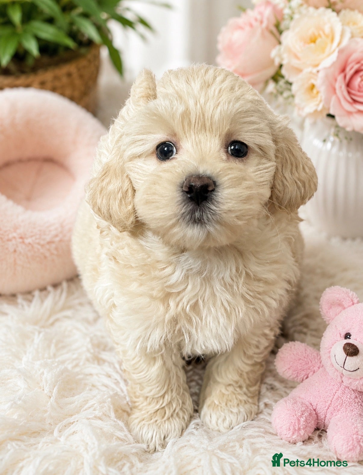 Maltipoo dogs Exceptional Genuine Maltipoo Puppies  - Advert 4
