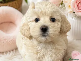 Maltipoo dogs Exceptional Genuine Maltipoo Puppies - Advert 4