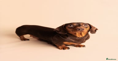 Miniature Dachshund dogs - Advert 12
