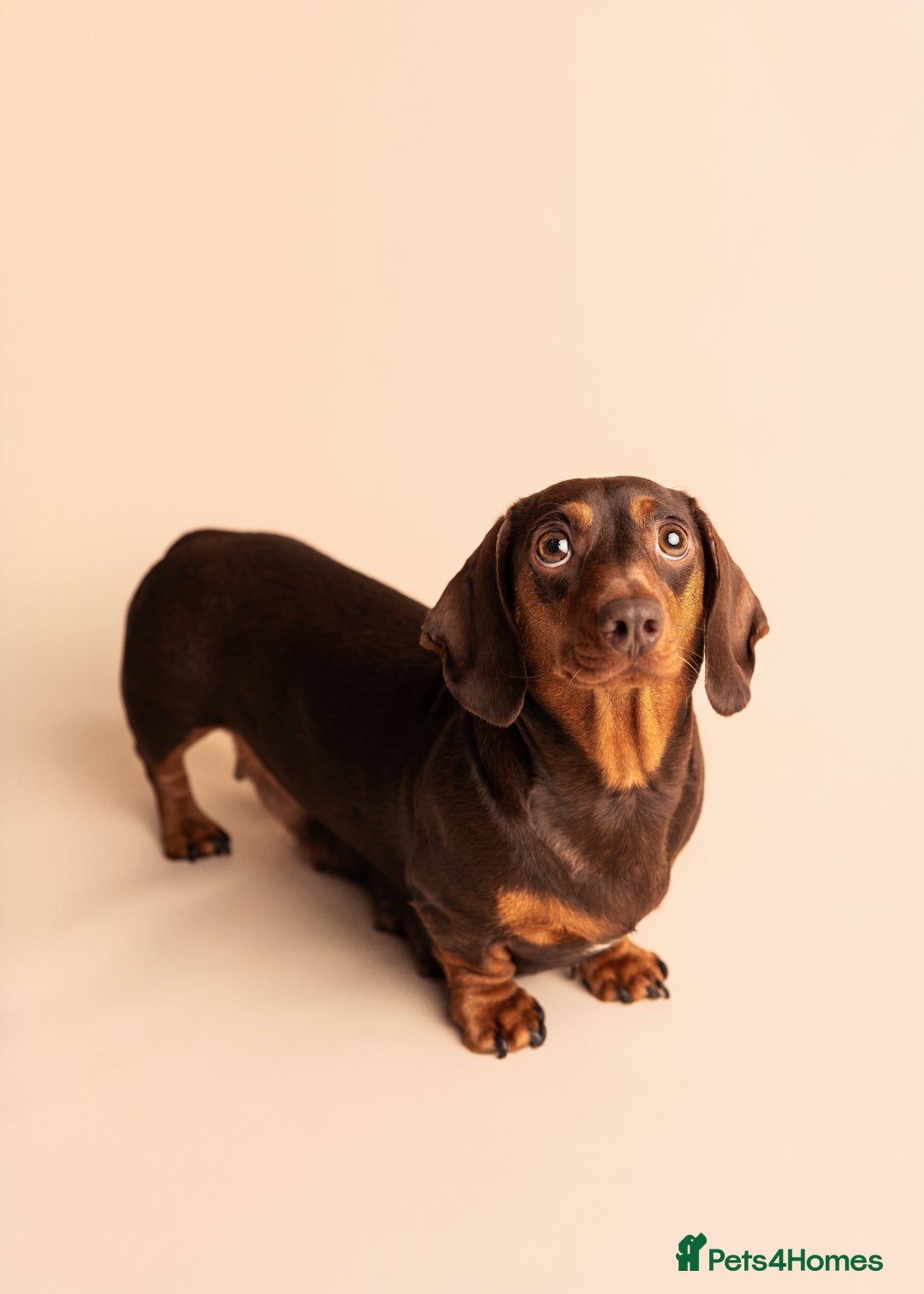 Miniature Dachshund dogs for sale: 🏆Champion KC Mini Dachshunds 0.4% COI 👌🏻 - Image 2