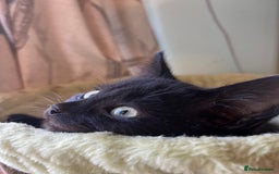 Mixed Breed cats for sale: Male black kitten - ready now - Image 7