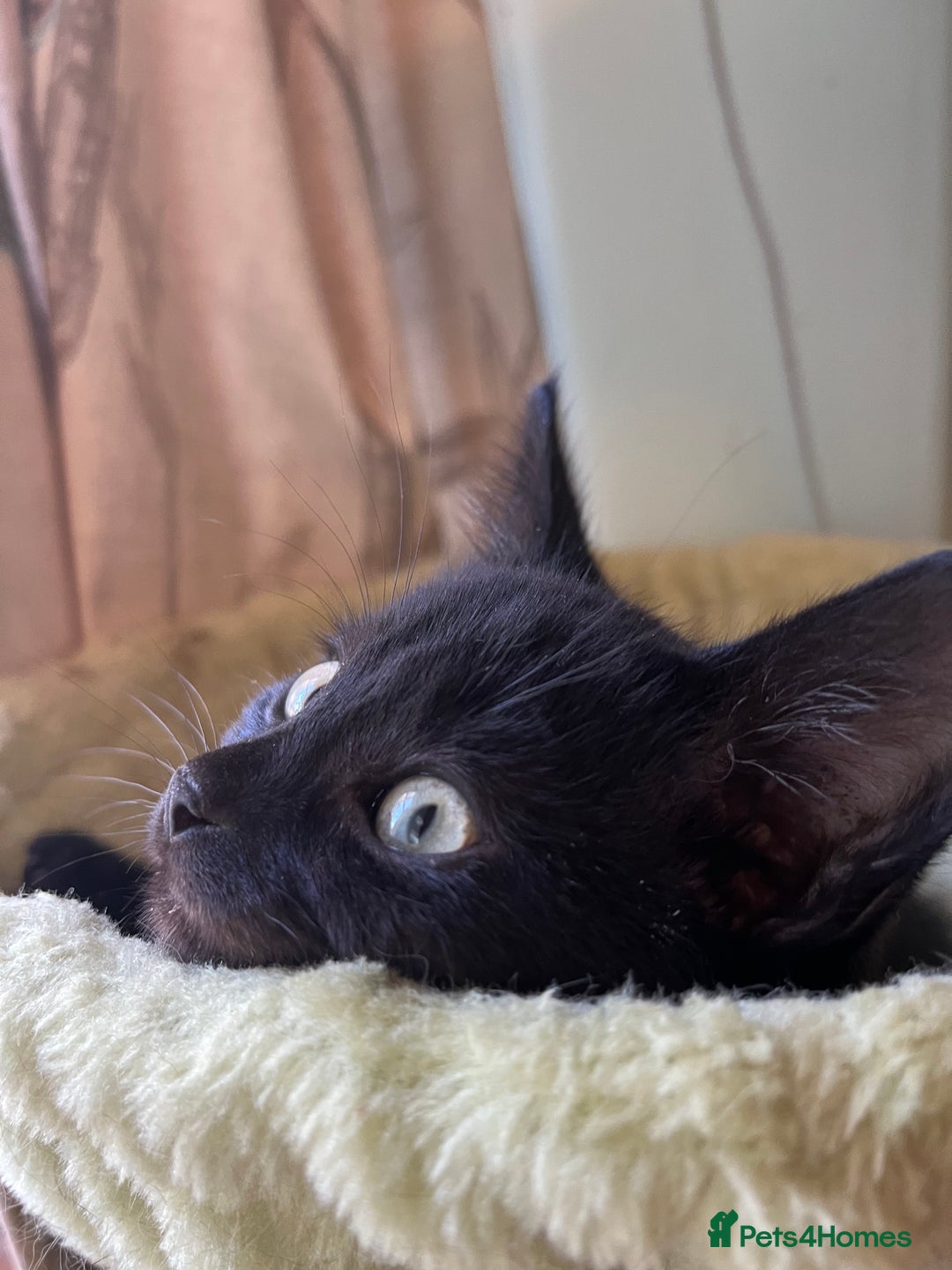 Mixed Breed cats for sale: Male black kitten - ready now - Image 7