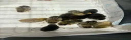 Quail poultry for sale: Chinese painted button quail chicks in Sunderland - Advert 2