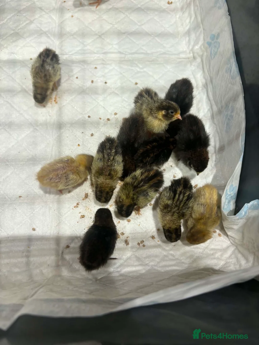 Quail poultry for sale: Chinese painted button quail chicks in Sunderland - Advert 2