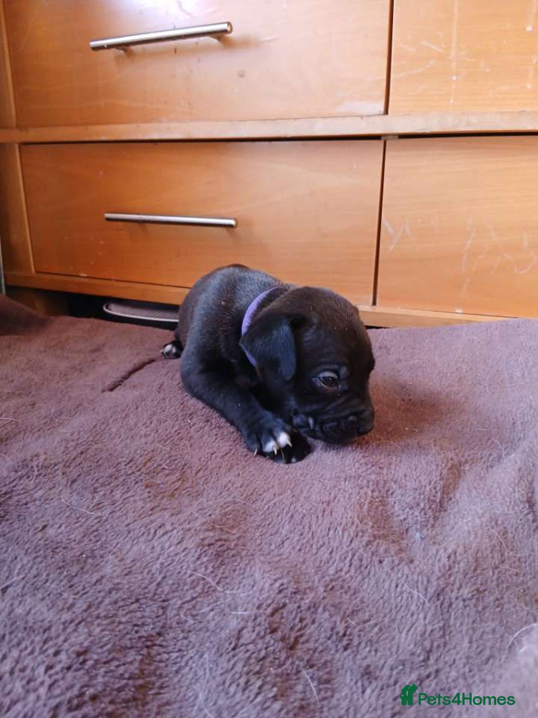 Mixed Breed dogs for sale: Presa canario cross golden labrador - Image 8