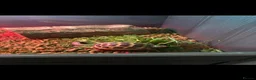 Hermann Tortoise reptiles for sale: 2 year old Hermann tortoise and set up in Warrington - Advert 1