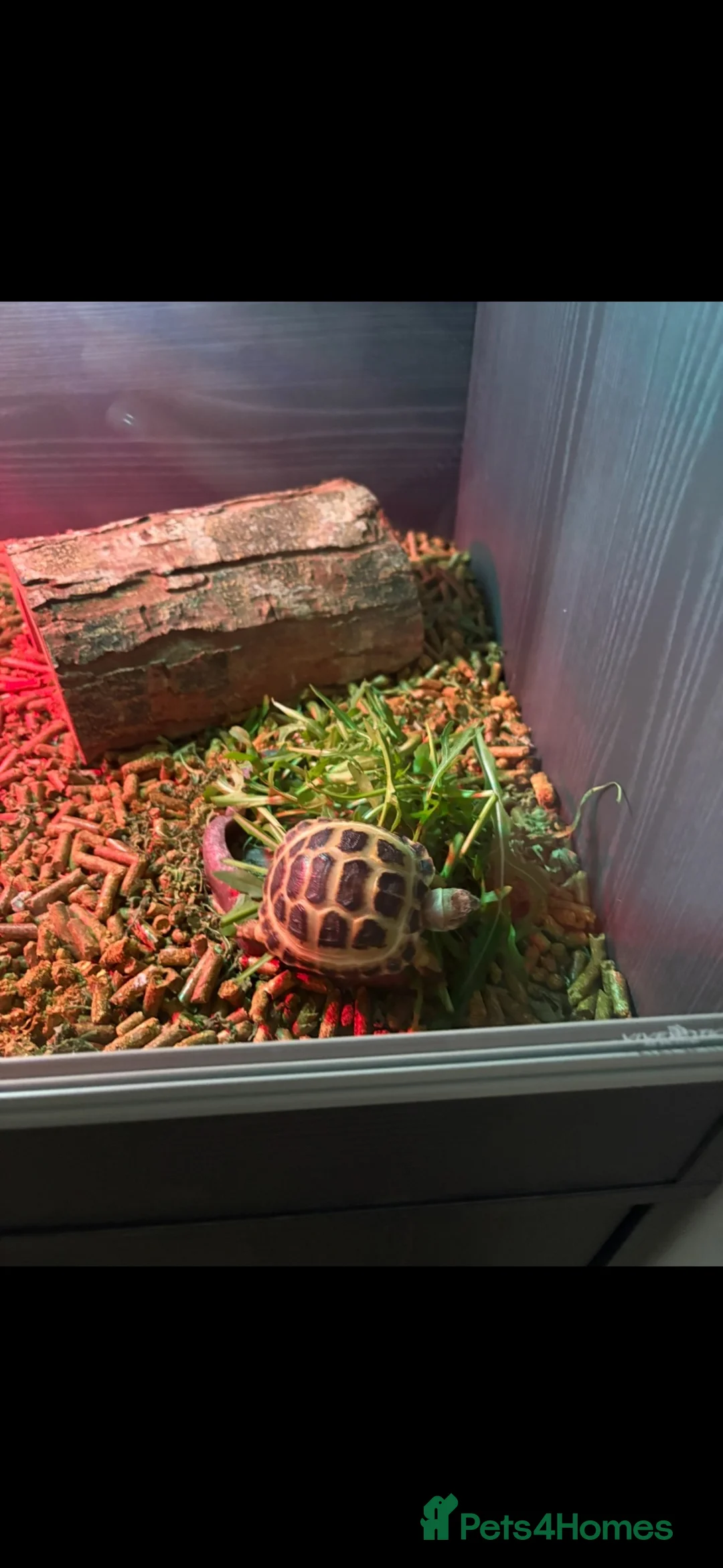 Hermann Tortoise reptiles for sale: 2 year old Hermann tortoise and set up in Warrington - Advert 1