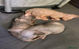 Sphynx cats for sale: 3 adorable Sphynx looking for their forever home  - Image 18
