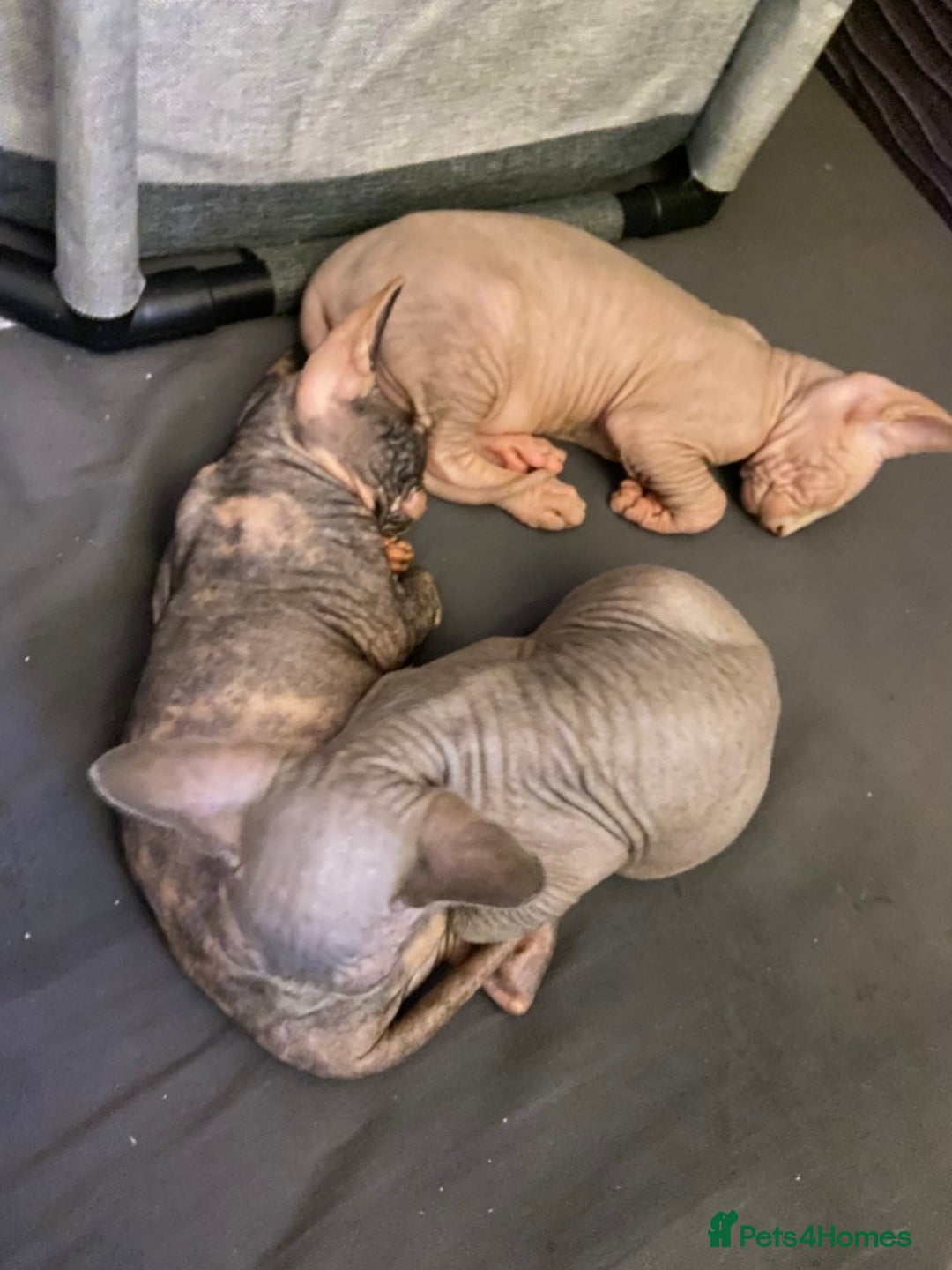 Sphynx cats for sale: 3 adorable Sphynx looking for their forever home  - Image 18