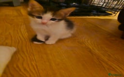 Mixed Breed cats for sale: 🐾 Rory & Charlie – Bengal Mix Boys 🐾 - Image 16