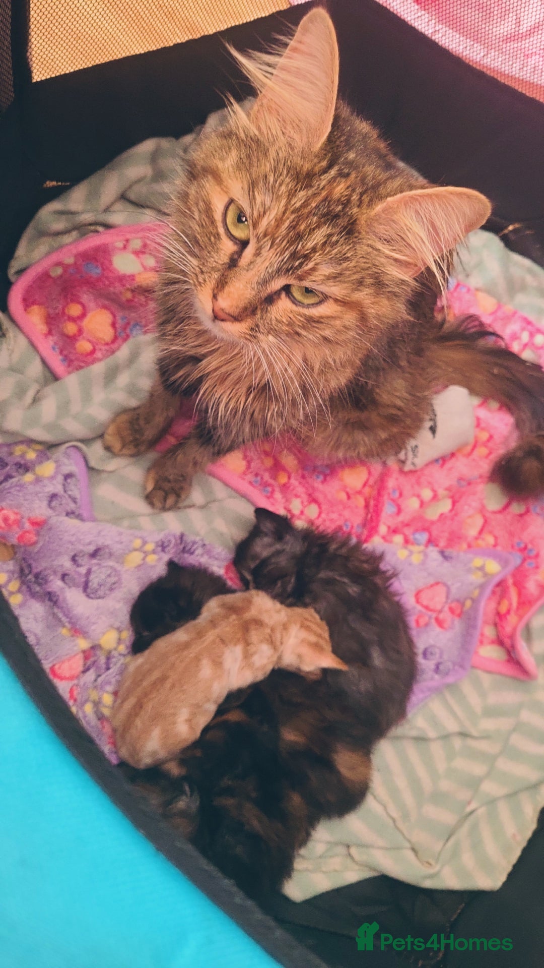 Mixed Breed cats for sale: Beautiful mixed kittens  - Advert 5