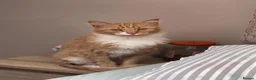 Mixed Breed cats for sale: Honey looking for a Home  - Advert 3