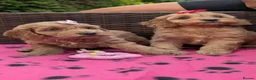 Cockapoo dogs for sale: DNA Clear F1 Red Toy Cockapoo Puppies  - Advert 9