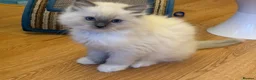 Ragdoll cats for sale: GCCF Registered Ragdoll Kittens - Advert 21