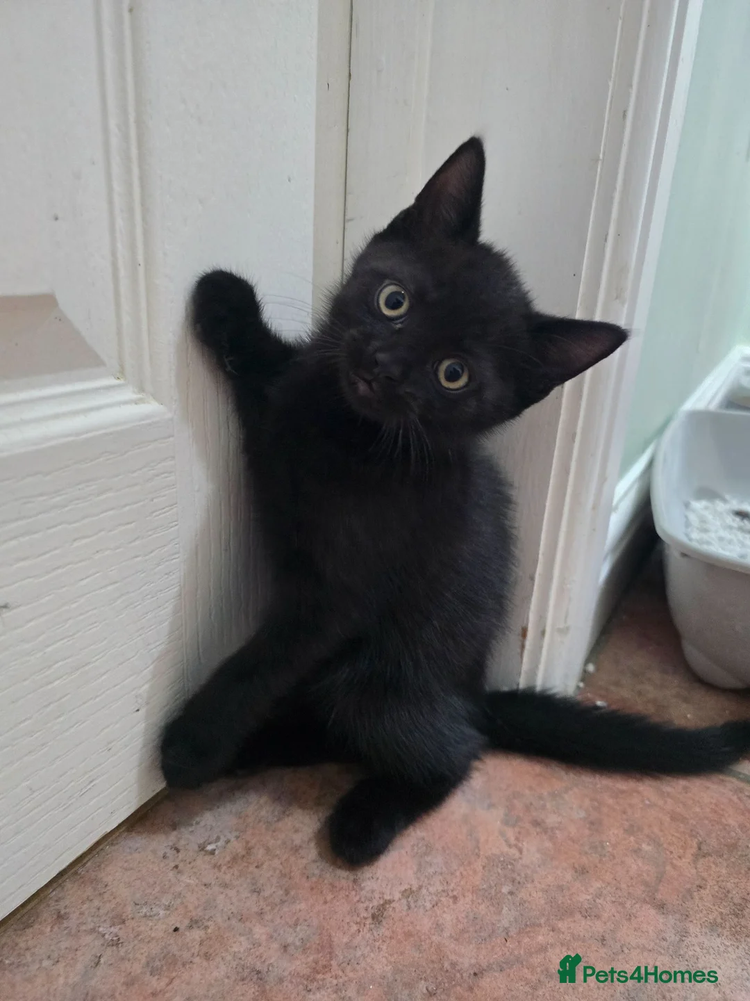 British Shorthair cats for sale: Brother and sister - Advert 2