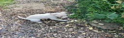 Whippet dogs for sale: Gorgeous whippet dog - Advert 3