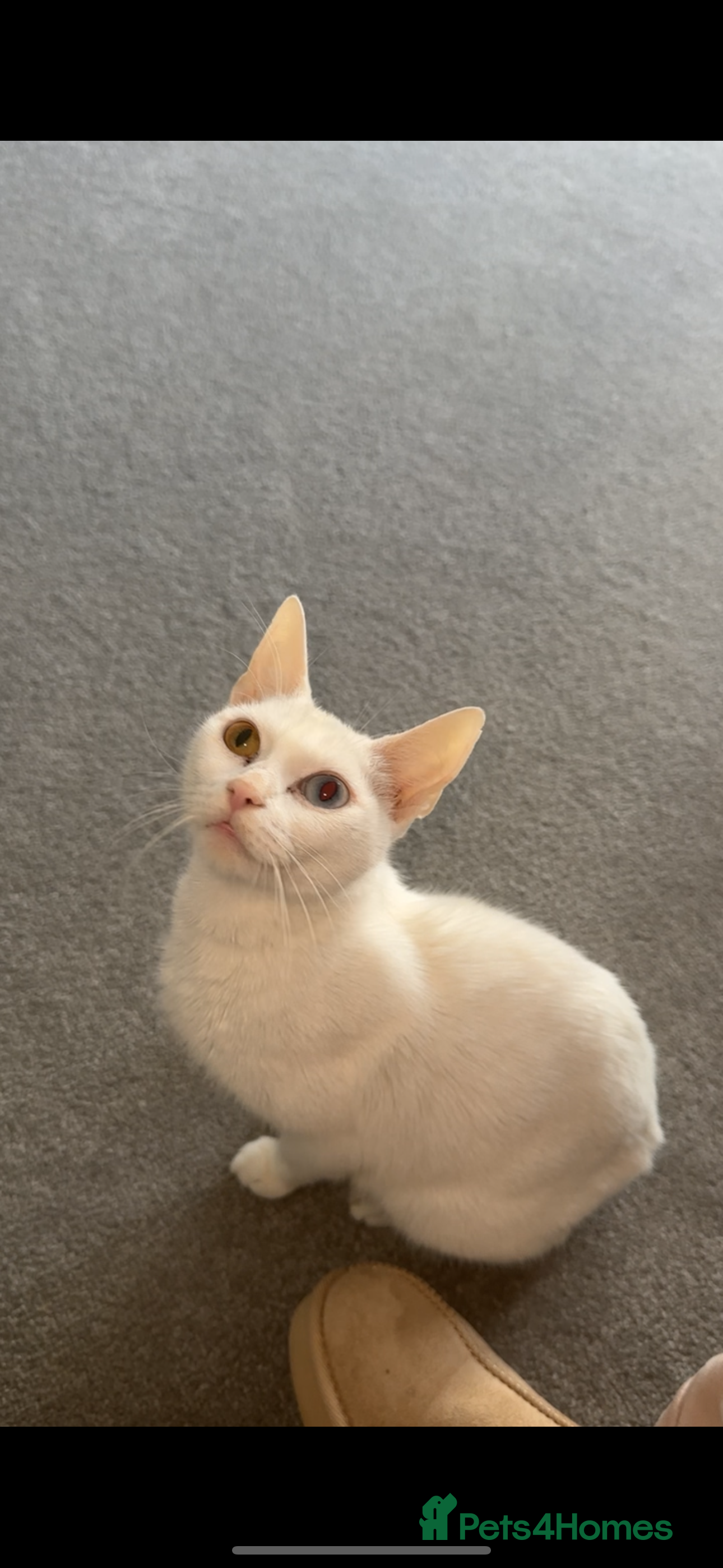 Turkish Angora cats Full white Female🐱 😍 - Advert 3