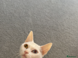 Turkish Angora cats Full white Female🐱 😍 - Advert 3