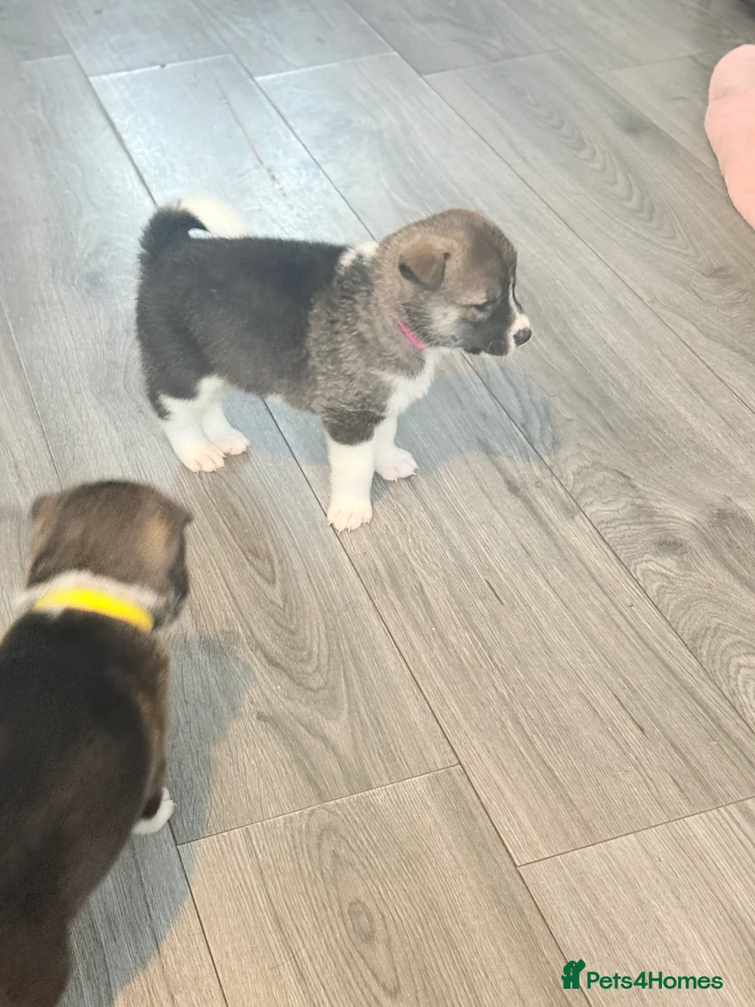 Akita dogs for sale: Akita pups March 12th ready to view  - Advert 12