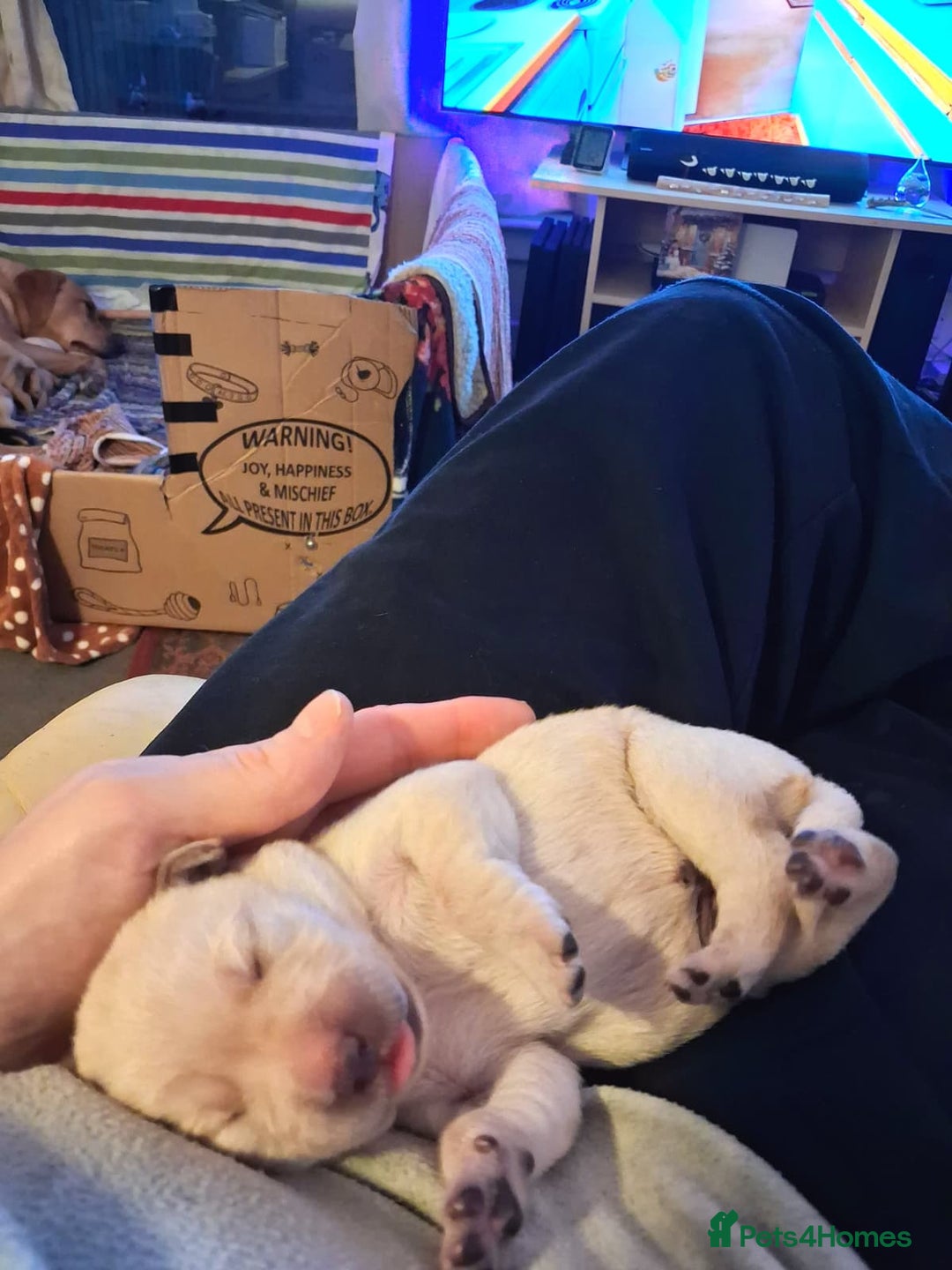 Labrador Retriever dogs for sale: Labrador Retriever Puppies (FIVE remaining) - Advert 17