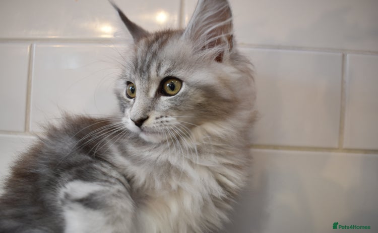 Maine Coon cats - Advert 9