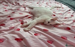 Mixed Breed cats for sale: Snowy and pip🩵💕 - Image 20