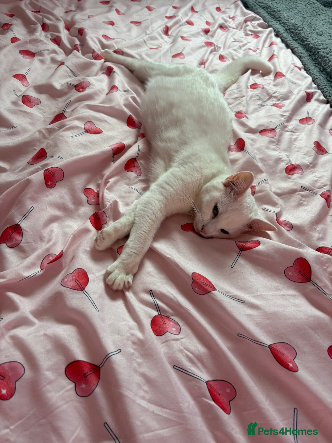 Mixed Breed cats for sale: Snowy and pip🩵💕 - Image 20