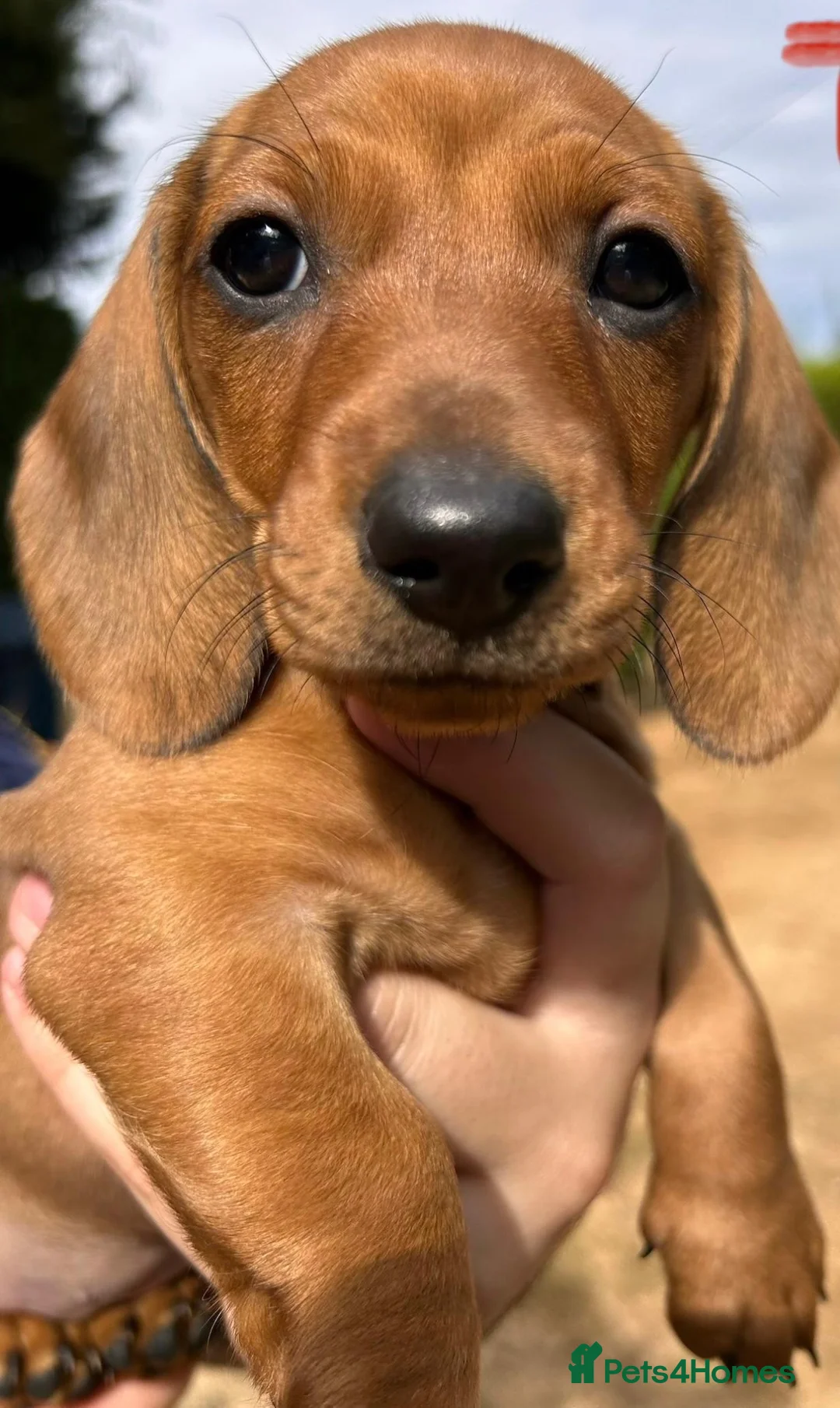 Miniature Dachshund dogs for sale: MINIATURE DACHSHUND PUPPIES – 1 GIRL & 2 BOYS AVAI - Advert 2