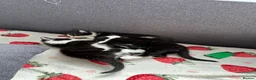 Mixed Breed cats for sale: Fluffy kittens  - Advert 11