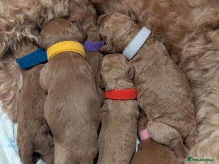 Goldendoodle dogs Puppies are born! Miniature goldendoodle puppies - Advert 1