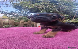 Border Terrier dogs for sale: Grizzle Border terrier pups slem tested parents  - Image 10