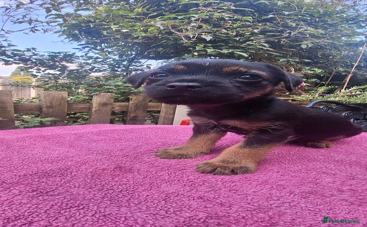 Border Terrier dogs - Advert 1