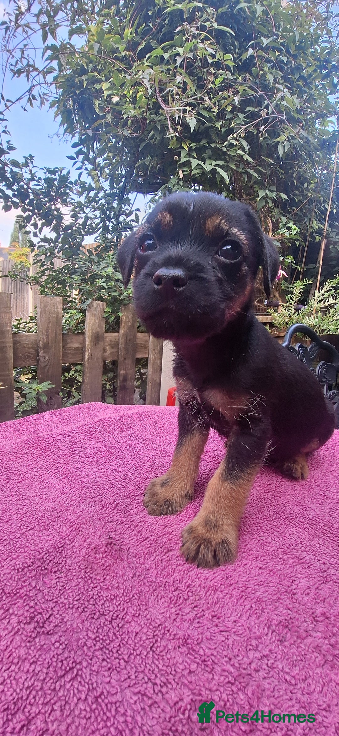 Border Terrier dogs for sale: Grizzle Border terrier pups slem tested parents  - Image 10