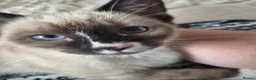 Siamese cats for sale: Kitten in Swindon - Advert 3