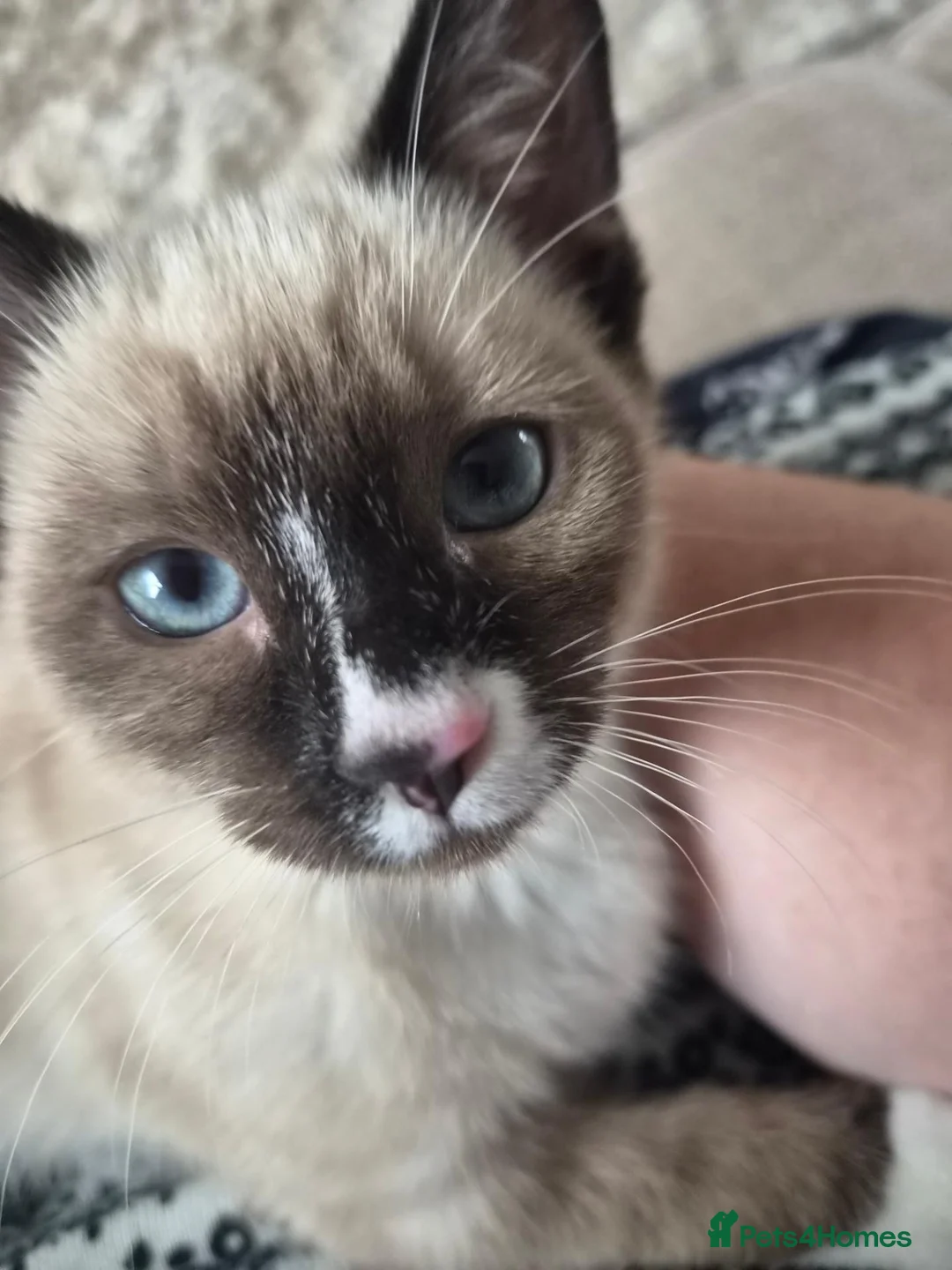 Siamese cats for sale: Kitten in Swindon - Advert 3