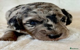 Cockapoo dogs for sale: F1b Miniature Cockapoo Pups Fully Health Tested - Advert 16