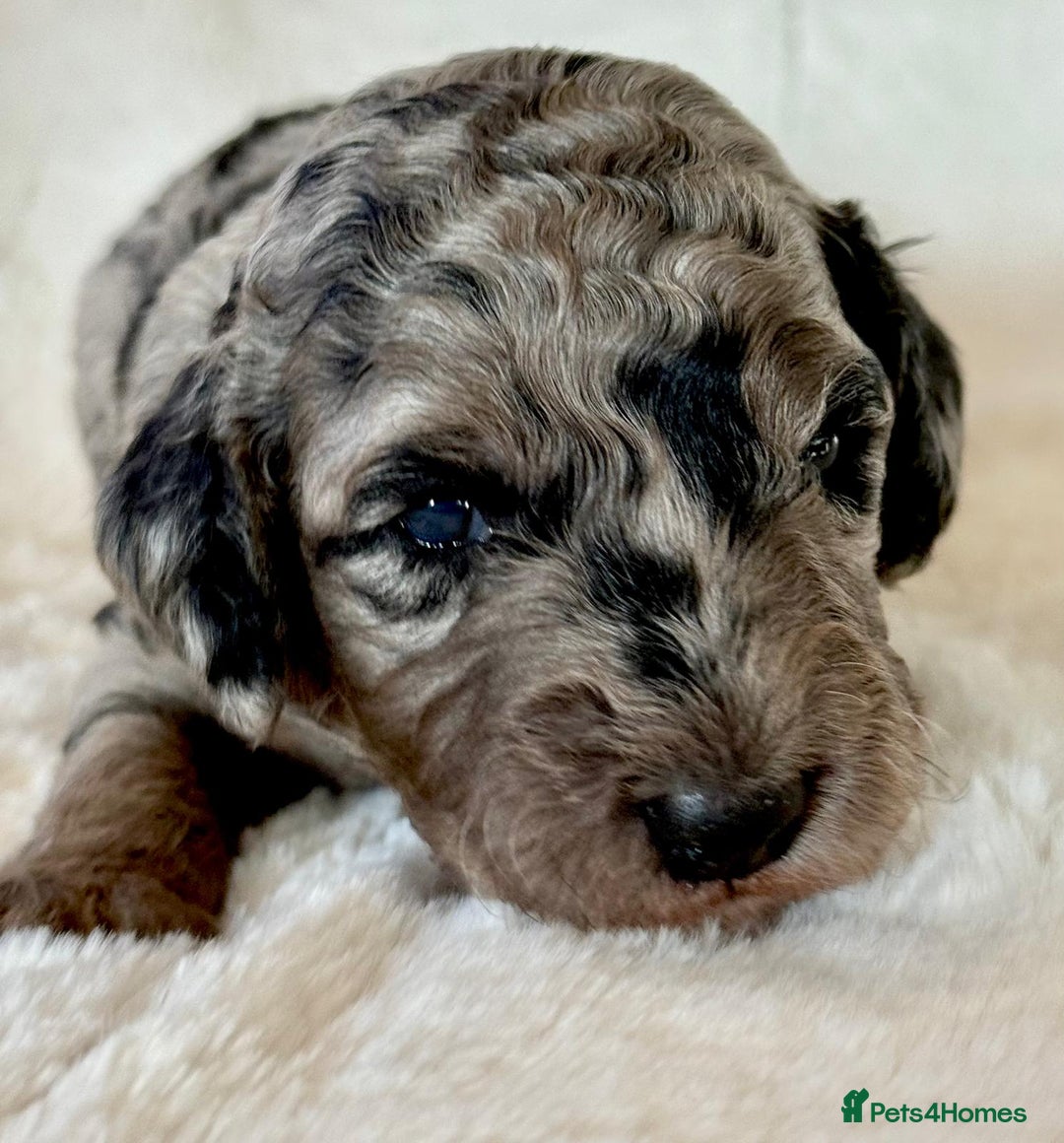 Cockapoo dogs for sale: F1b Miniature Cockapoo Pups Fully Health Tested - Advert 16