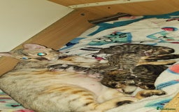 Bengal cats for sale: Bengal Cross Kittens - Image 12