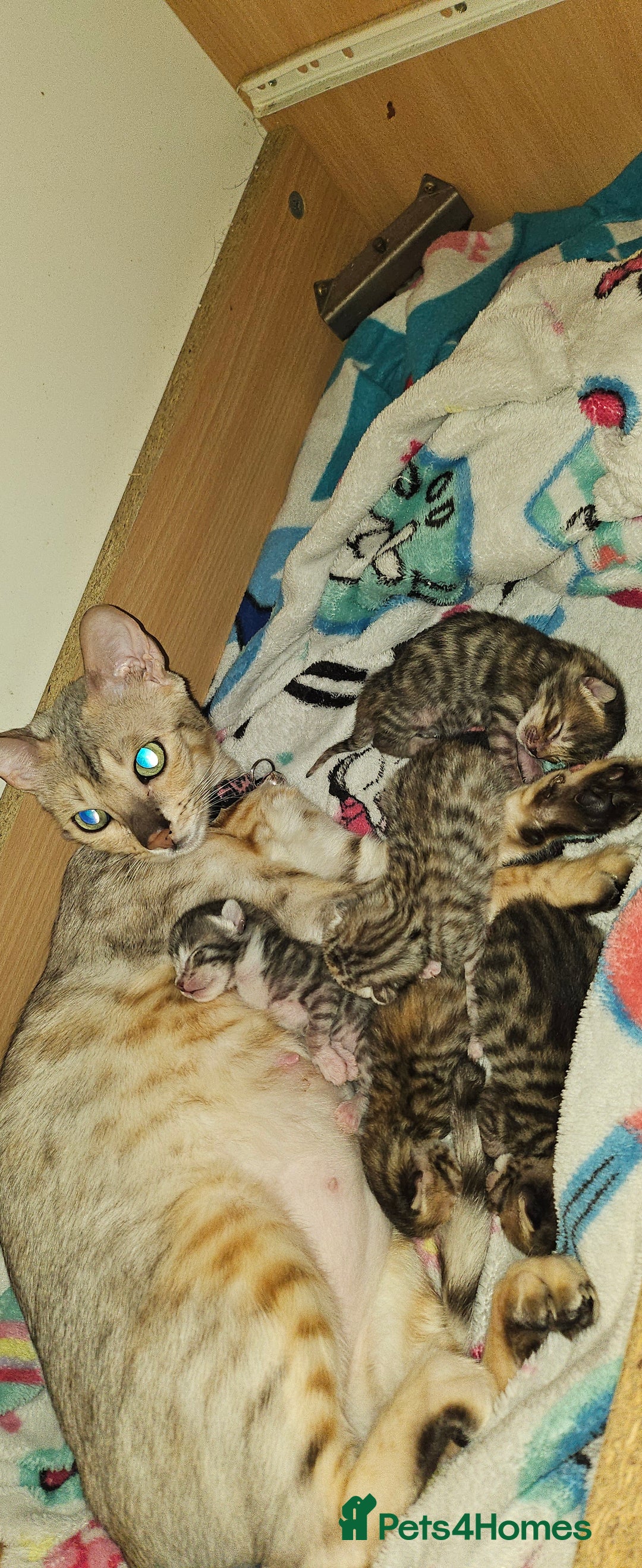Bengal cats for sale: Bengal Cross Kittens - Image 12