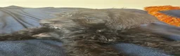 Schnoodle dogs for sale: ⭐️⭐️Ready Now - Miniature F1 Schnoodles ⭐️⭐️ - Advert 6