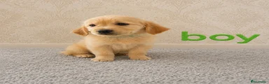 Golden Retriever 2