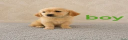 Golden Retriever dogs for sale: Beautiful Golden Retriever puppies  - Advert 7