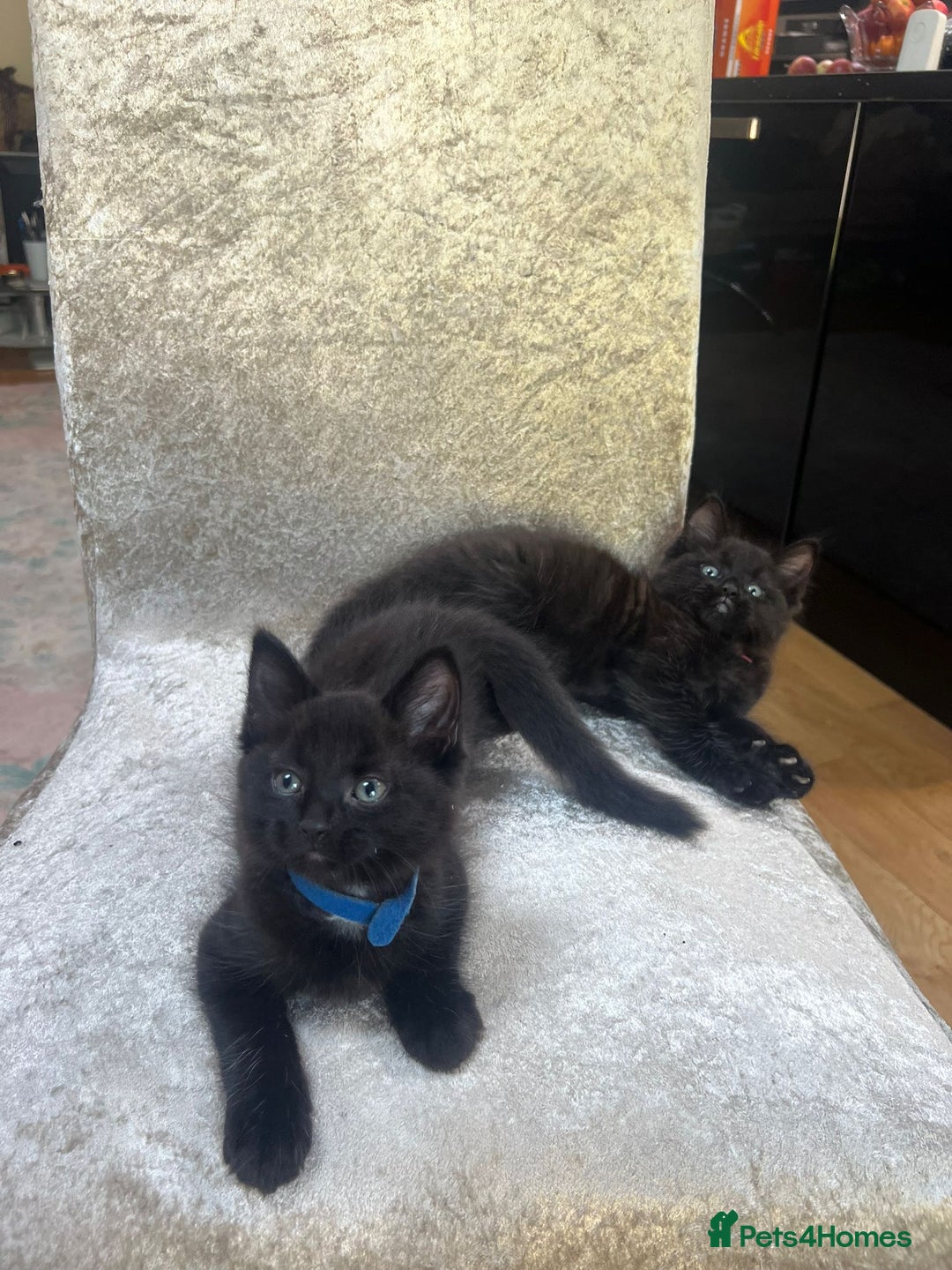 Norwegian Forest Cat cats for sale: Brown Norwegian Forest Cats  in Coventry - Image 14