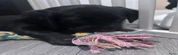 Goldador dogs for sale: 8 gorgeous black goldadors  - Advert 5