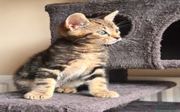 Toyger cats for sale: Adorable kitten  - Image 23