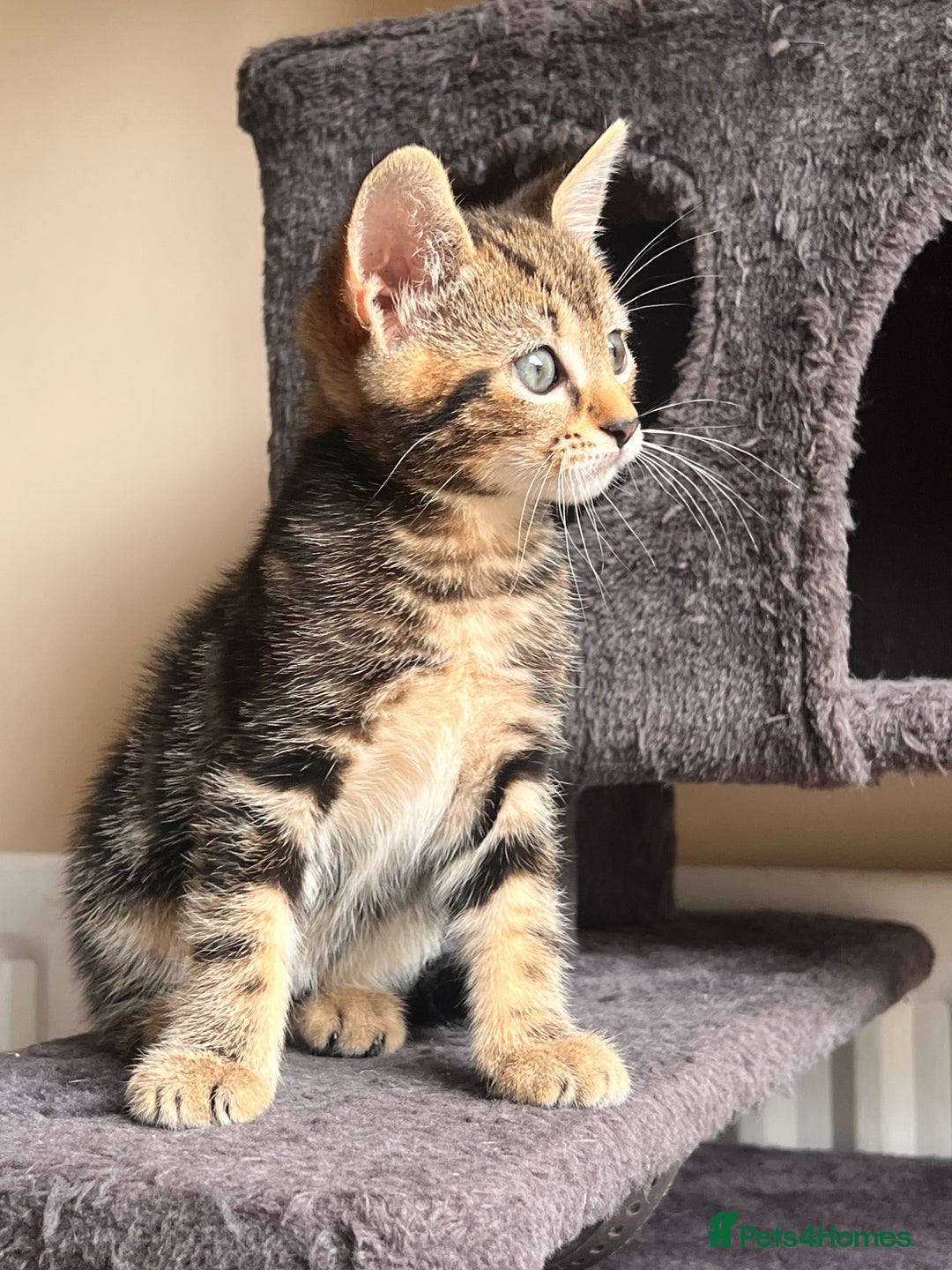 Toyger cats for sale: Adorable kitten  - Image 23